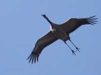 Kranich (Grus grus)  34